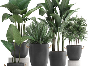 collection of exotic palm trees in concrete pots 415 3D 模型