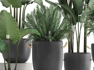 collection of exotic palm trees in concrete pots 415 3D Model
