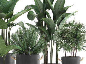 collection of exotic palm trees in concrete pots 415 3D मॉडल