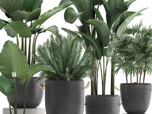 collection of exotic palm trees in concrete pots 415 3D मॉडल