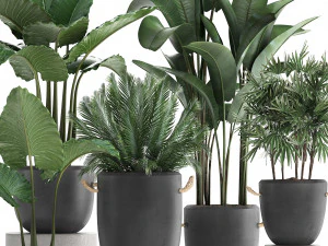 collection of exotic palm trees in concrete pots 415 3D Model