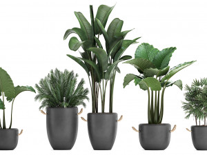 collection of exotic palm trees in concrete pots 415 3D मॉडल