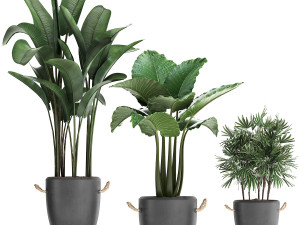 collection of exotic palm trees in concrete pots 415 3D मॉडल