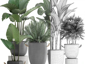 collection of exotic palm trees in concrete pots 415 3D Model