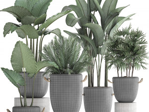 collection of exotic palm trees in concrete pots 415 3D मॉडल