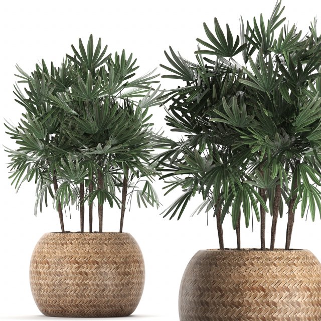 decorative palm tree in a pot 416 3D Модель .c4d .max .obj .3ds .fbx .stl .blend 