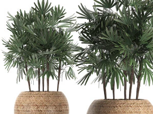 декоративная пальма в горшке 416 3D Модель