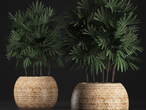 decorative palm tree in a pot 416 3D Модель