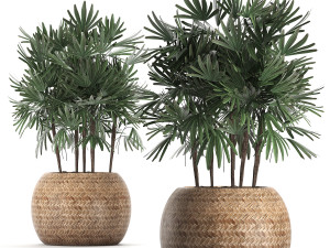 decorative palm tree in a pot 416 3D Модель