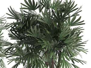 decorative palm tree in a pot 416 3D Модель