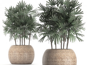 decorative palm tree in a pot 416 3D Модель
