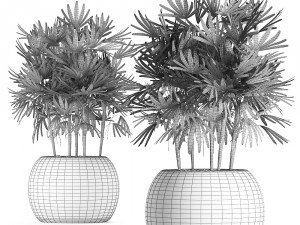 decorative palm tree in a pot 416 3D Модель