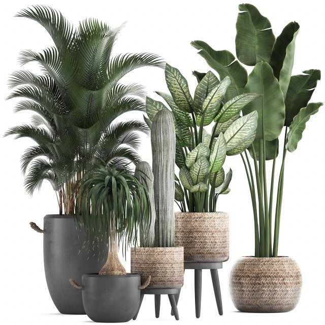 collection of exotic palm trees in concrete pots 417 3D Model .c4d .max .obj .3ds .fbx .stl .blend 