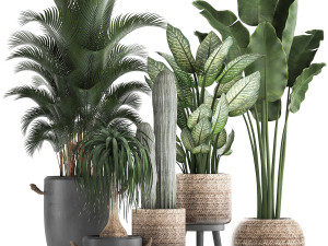 collection of exotic palm trees in concrete pots 417 Modèle 3D