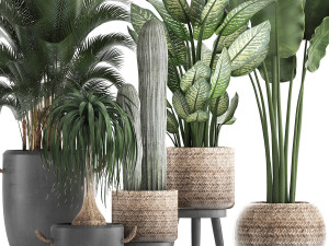 collection of exotic palm trees in concrete pots 417 3D Model