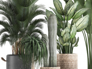 collection of exotic palm trees in concrete pots 417 3D Model