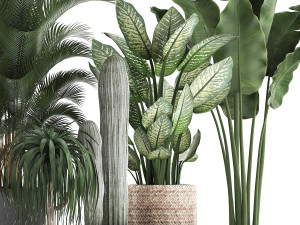 collection of exotic palm trees in concrete pots 417 3D Model