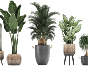 collection of exotic palm trees in concrete pots 417 3D Model