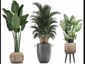 collection of exotic palm trees in concrete pots 417 3D Model