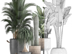 collection of exotic palm trees in concrete pots 417 3D Model
