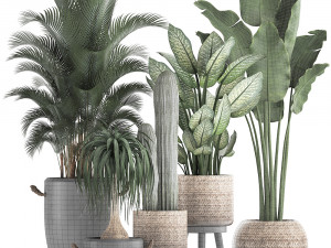 collection of exotic palm trees in concrete pots 417 3D Model