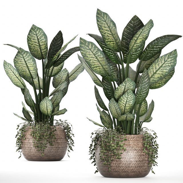 dieffenbachia in a rattan basket 418 Modello 3D .c4d .max .obj .3ds .fbx .stl .blend 