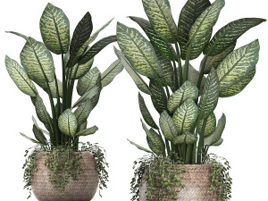 dieffenbachia in a rattan basket 418 3D Model