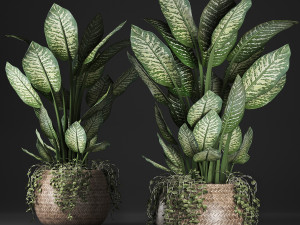 dieffenbachia in a rattan basket 418 Modello 3D