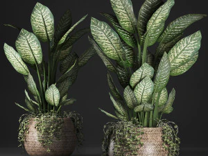 dieffenbachia in a rattan basket 418 3D Model