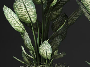 dieffenbachia in a rattan basket 418 3D Model