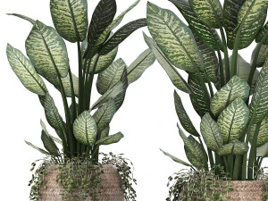 dieffenbachia in a rattan basket 418 3D Model