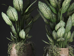 dieffenbachia in a rattan basket 418 3D Model