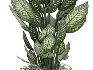 dieffenbachia in a rattan basket 418 3D Model