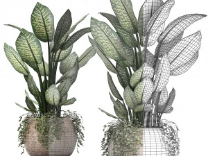 dieffenbachia in a rattan basket 418 3D Model
