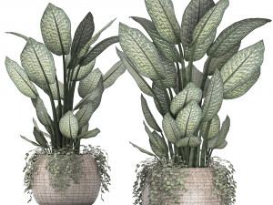 dieffenbachia in a rattan basket 418 Modello 3D