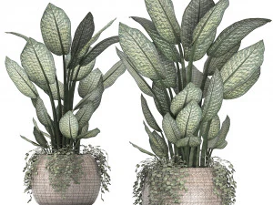 dieffenbachia in a rattan basket 418 3D Model