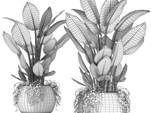 dieffenbachia in a rattan basket 418 3D Model
