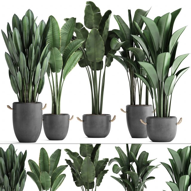 exotic plants banana tree set 419 3D 모델 .c4d .max .obj .3ds .fbx .stl .blend 