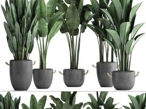 egzotyczne rośliny drzewo bananowe zestaw 419 Model 3D