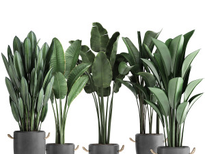 exotic plants banana tree set 419 3D 모델