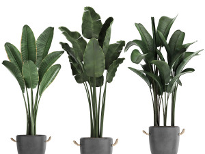 exotic plants banana tree set 419 3D 모델