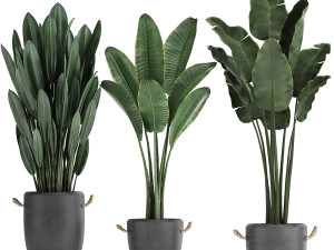 exotic plants banana tree set 419 3D 모델