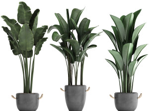 exotic plants banana tree set 419 3D 모델
