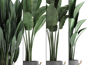 exotic plants banana tree set 419 3D 모델