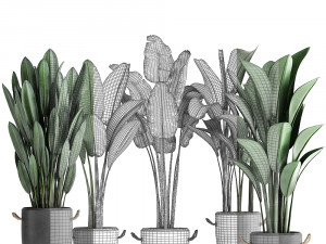 exotic plants banana tree set 419 3D 모델