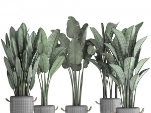 exotic plants banana tree set 419 3D 모델