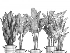 exotic plants banana tree set 419 3D 모델
