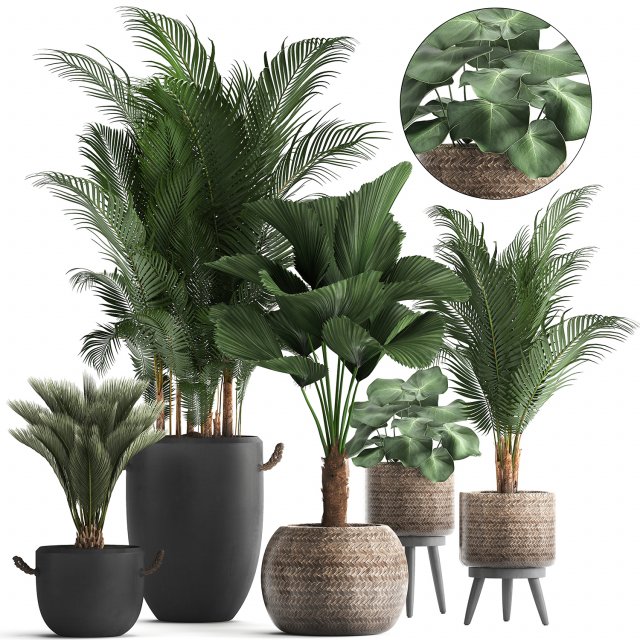 collection of exotic palm trees in pots 422 Modelo 3D .c4d .max .obj .3ds .fbx .stl .blend 
