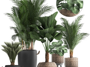 collection of exotic palm trees in pots 422 Modelo 3D