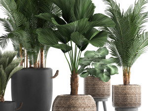 collection of exotic palm trees in pots 422 Modelo 3D